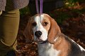 Afb_20171112_cooper (24)